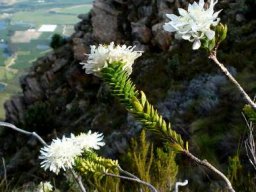 Lachnaea filamentosa leaves