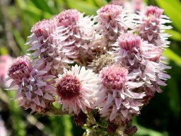 Lachnospermum umbellatum