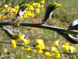 Lebeckia pauciflora caught early