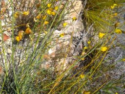 Lebeckia pauciflora 