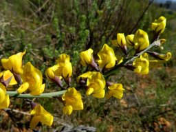 Lebeckia pauciflora raceme