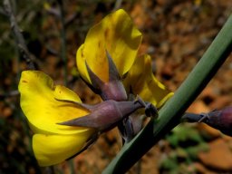 Lebeckia pauciflora chastely crossed