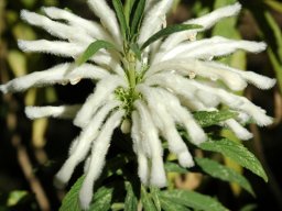 Leonotis leonurus flowering white
