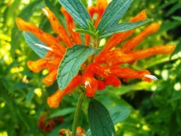 Leonotis leonurus orange flowers