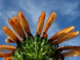 Leonotis ocymifolia flowers from below