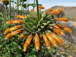 Leonotis ocymifolia flowers from above