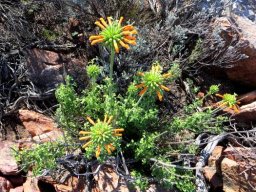 Leonotis ocymifolia