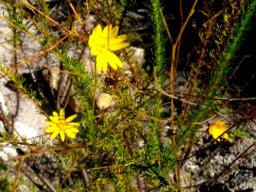 Leysera gnaphalodes