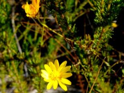 Leysera gnaphalodes flowerheads