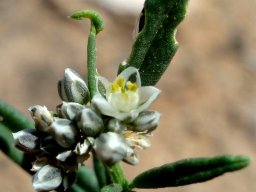 Limeum aethiopicum var. lanceolatum