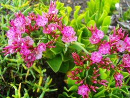 Limonium peregrinum