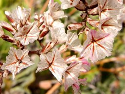Limonium peregrinum dead flowers
