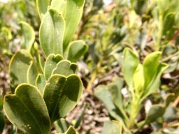 Limonium peregrinum leaves