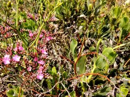 Limonium peregrinum young and old stems
