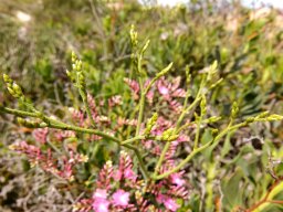 Limonium peregrinum young panicle
