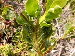 Limonium peregrinum leafy stem