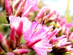 Limonium peregrinum anthers