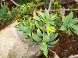 Liparia splendens leaves