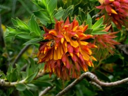 Liparia splendens