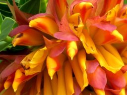 Liparia splendens flowers