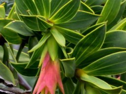 Liparia splendens beginning to flower