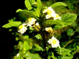 Lippia javanica