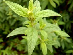 Lippia javanica stem-tip