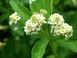 Lippia javanica flowerheads