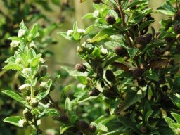 Lippia rehmannii