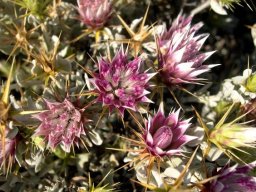 Macledium spinosum flowering