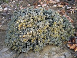 Macledium spinosum mature plant