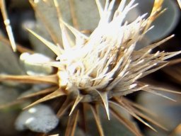 Macledium spinosum dry flowerhead