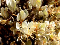 Macledium spinosum leaves erect