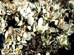 Macledium spinosum