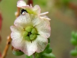 Maireana decalvans flower