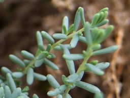 Maireana decalvans stems and leaves