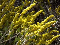 Manochlamys albicans ripe fruit