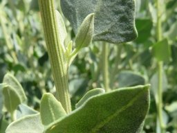 Manochlamys albicans leaves