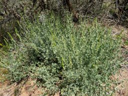 Manochlamys albicans spreading shrub