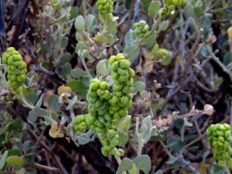 Manochlamys albicans fruit