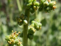 Manochlamys albicans flowers