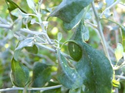 Manochlamys albicans leaves