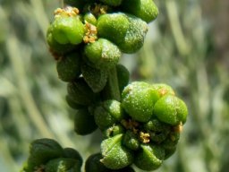 Manochlamys albicans fruit and flowers