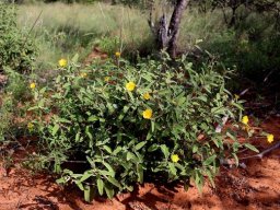 Melhania acuminata