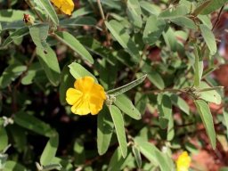 Melhania acuminata leaves and flowers