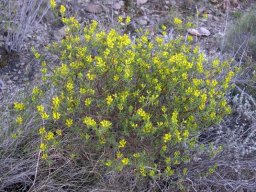 Melolobium exudans