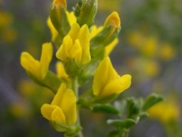 Melolobium exudans flowers