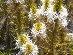 Merciera leptoloba long white stamens
