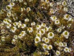 Merciera leptoloba