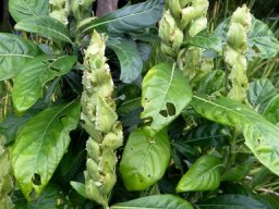 Metarungia galpinii inflorescences